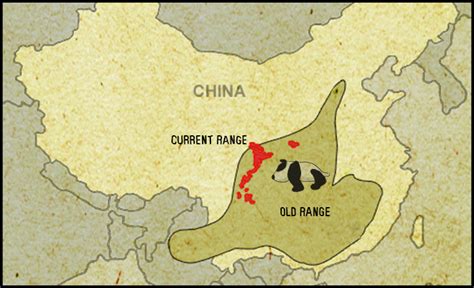 Giant Panda Habitat Map Maps Of Giant Pandas Giant Panda Hot Sex Picture