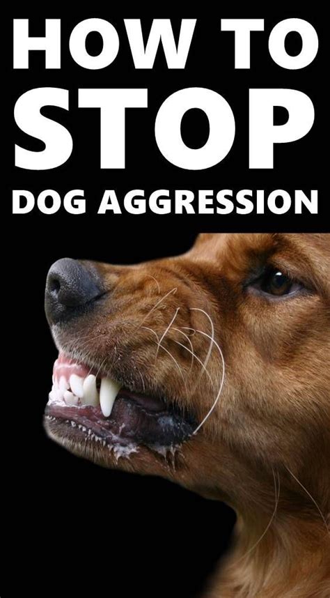 How To Train A Dog To Stop Being Aggressive Towards Other Dogs Dog