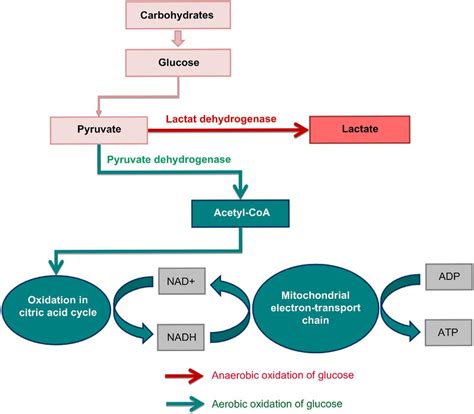 Aerobic And Anaerobic Pathways For Degradation Of Glucose And Atp