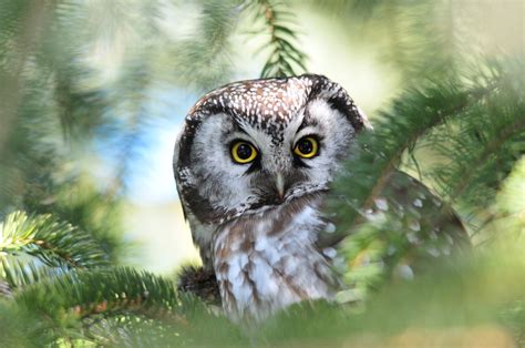 Boreal Owl Ontario Canada Owl Wildlife Photos Beautiful Owl
