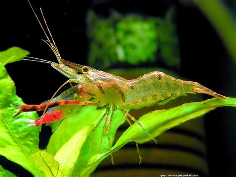 Tropical Migratory Freshwater Shrimps Natural History Nature Documentary