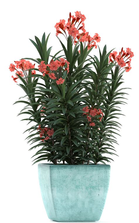 Collection Nerium Oleander Red 3d Model Cgtrader