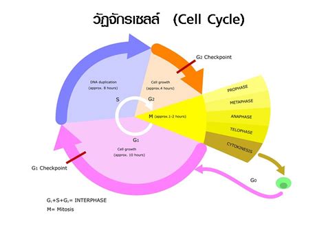 ห้องเรียนชีววิทยา: การแบ่งเซลล์