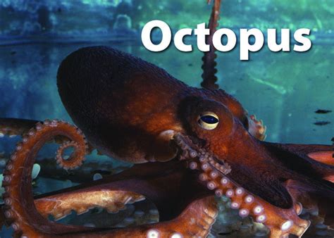 Sea Life Memory Game | Stages Learning Materials