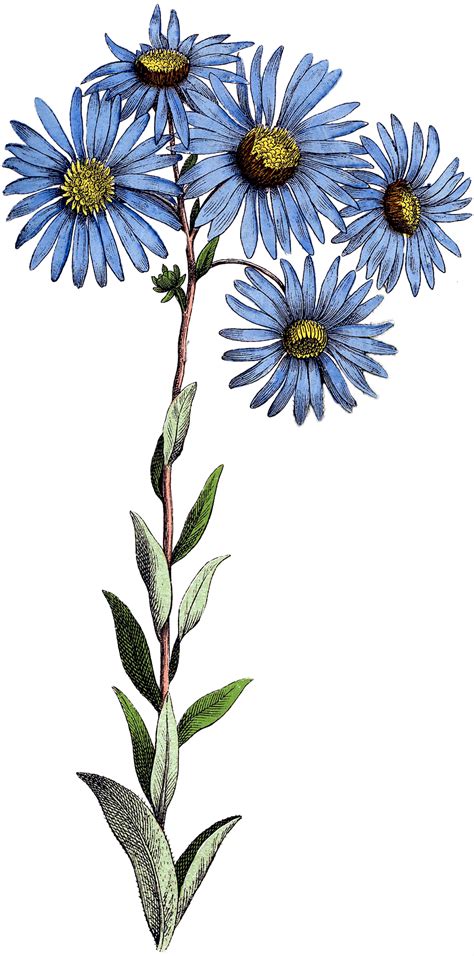 Maybe you would like to learn more about one of these? 8 Blue Flowers Images - Botanical! - The Graphics Fairy