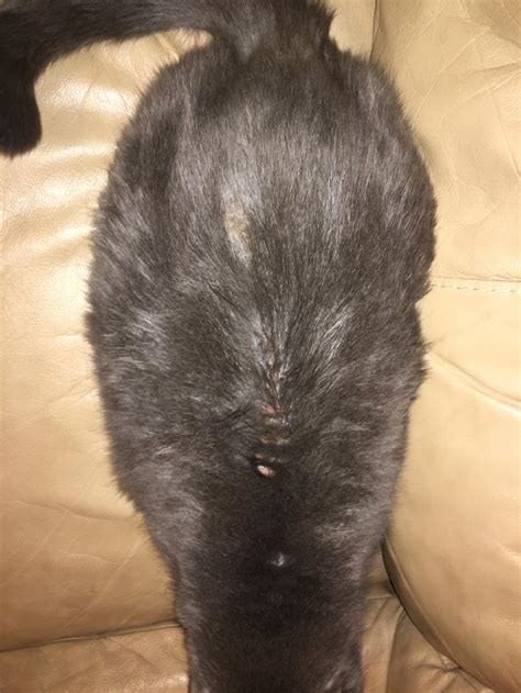 Cat Pulling Out Fur At Base Of Tail No Fleas Pest Phobia