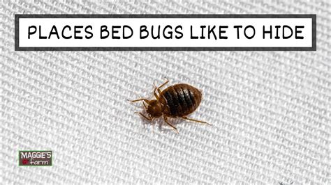 Places Bed Bugs Like To Hide Youtube