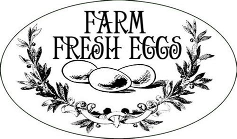 Great Fresh Chicken Eggs And Protein Chicken In The Shadows Farm