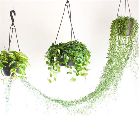 Making the plants hanged from the ceiling does not require a lot of tools to deal with. How to Hang a Plant From the Ceiling | Hang plants from ...