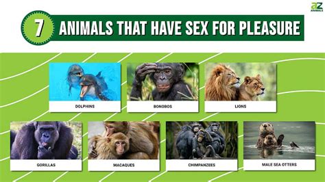 7 Animals That Have Sex For Pleasure A Z Animals