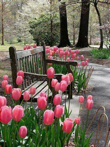 Pin By Rita Speakes On Garten Tulips Arrangement Beautiful Flowers