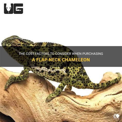 The Cost Factors To Consider When Purchasing A Flap Neck Chameleon