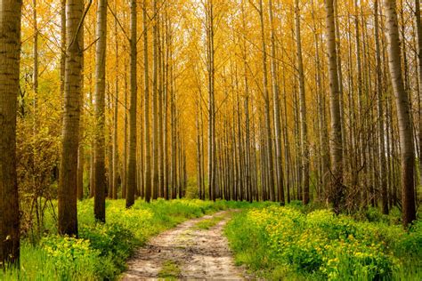 Free Picture Forest Path Forest Road Sunny Trees Landscape Forest