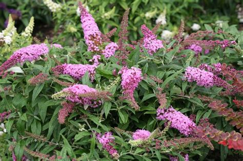 Full sized flowers on a dwarf plant! Pugster Pink® Dwarf Butterfly Bush - Monrovia - Pugster ...