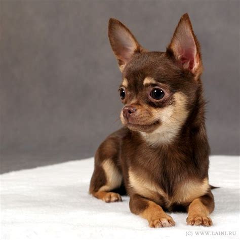 Light Brown Chihuahua Puppy Pets Lovers