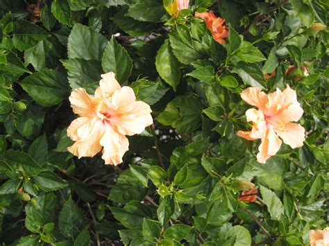 Serving tampa fl for over 25 years! Tampa, Florida 2004 | Plants, Flowers, Tampa