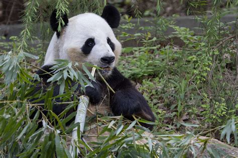 Panda Updates Monday November 14 Zoo Atlanta
