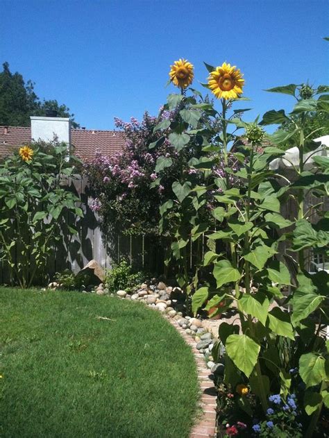 Cool 20 Stunning Sunflower Are Just Beautiful Garden