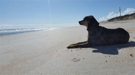 If you have any questions, just give us a call. Pet Friendly Vacation Rentals - First Choice Florida