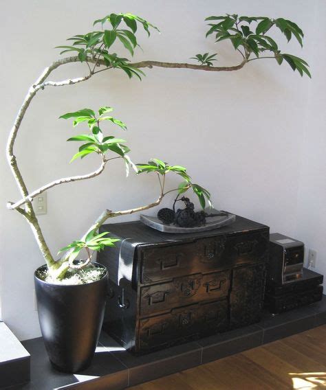 Japanese Indoor Plants 10 Ideas On Pinterest In 2020 Japanese