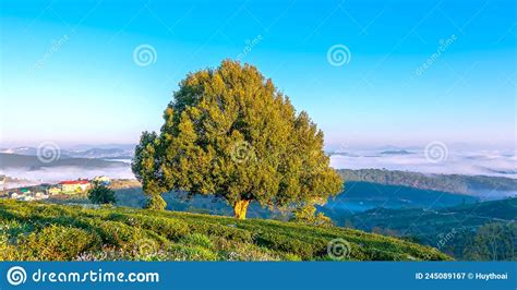 The Morning Landscape By The Lonely Old Tree On The Hill Stock Image
