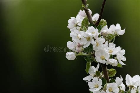 Flowering Of A Pear Tree A Branch Of A Fruit Tree With White Flowers