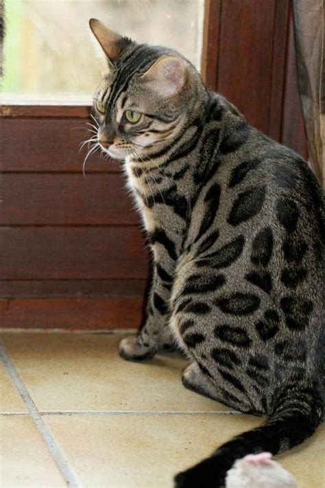 Across the board, we're seeing a big lift in human names for cats (and dogs, for that matter!) while word names like smokey and shadow are still big, along with character names like baloo and meeko, the cat names with the biggest growth are also popular baby names. 63 best Bengal Cats images on Pinterest | Kitty cats, Cats ...