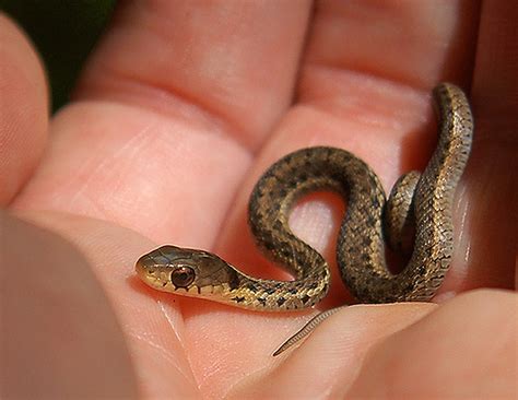 Free for commercial use no attribution required high quality images. Best Jungle Life: Baby Animal & Baby Snake & Baby Snake ...