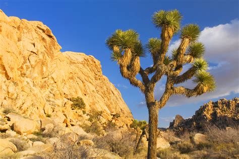 Desert Biome The Habitat Encyclopedia