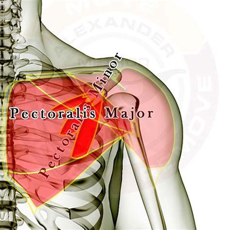 It consists of a clavicular part and a sternal part, both converging to a flat tendon that inserts on the humerus. Pectoralis Major & Minor