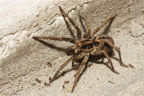 What Do Wolf Spider Bites Look Like