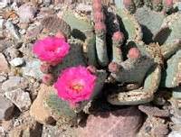 Prickly pear cactus represent about a dozen species of the opuntia genus (family cactaceae) in the north american deserts. Death Valley Trails to Chloride Ghost Town