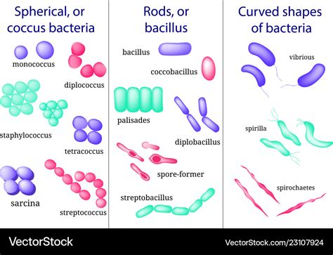 Bacterial Microorganism Coccus Bacillus Curved Vector Image