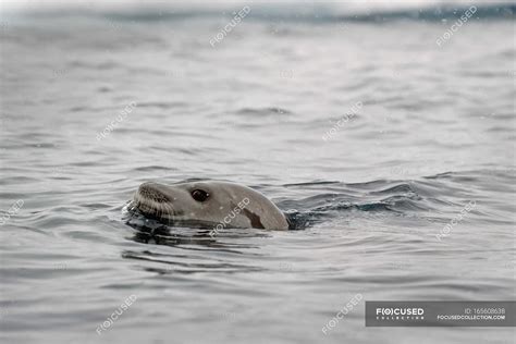 Leopard Seal Swimming — Scene Backdrop Stock Photo 165608638