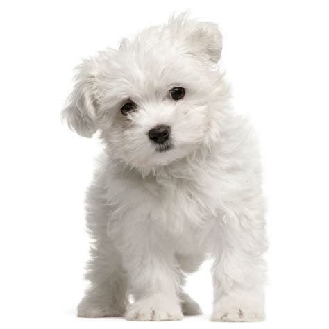 The fact that each family has a licensed and inspected home kennel, allowing each of our families to provide. Maltese for Adoption - Browse Cute Maltese Puppies for ...