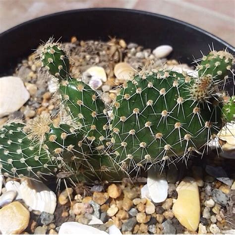 And this influences how often one should water the cactus. Free Plant Identification | How to dry basil, Showy ...