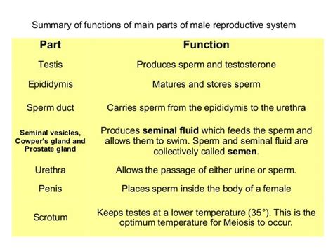 Parts Of Male And Female Reproductive System Reproductive Female Male Systems Bodewasude