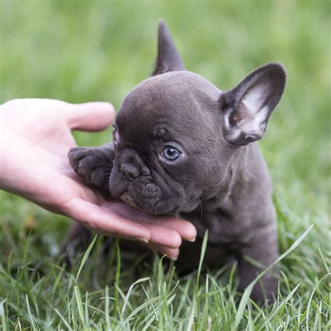 You have dreamed about french bulldogs and having one to call your own. Available: CHARLIE, micro tri choco boy. Blue eyes ...