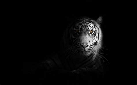 Download Wallpaper 1680x1050 Tiger Big Cat Predator Glance Shadow