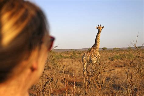 Zum abschluss unserer safari im sabie sands wurde es noch einmal richtig aufregend. Safari Touren Südafrika | Südafrika Reisen ...