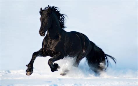 Friesian Horse Best Hd Wallpaper 76228 Baltana