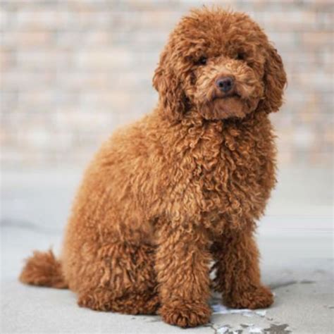 Red and golden mini goldendoodle and mini irish goldendoodle puppies that look like teddy bears are our focus. Goldendoodle Dams and Sires by Rose Canyon Doodles in Utah