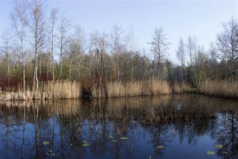 Free Images Landscape Tree Water Forest Swamp Wilderness Lake