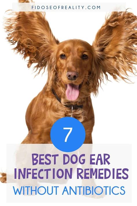 7 Best Dog Ear Infection Remedies Without Antibiotics Fidose Of