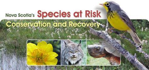 Species At Risk Conservation And Recovery