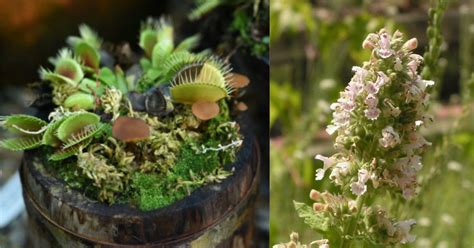 The colorful annuals can keep bugs such as squash bugs, aphids, leafhoppers, and certain beetles. 10 Plants You Can Put In Your Garden To Keep Bugs Away