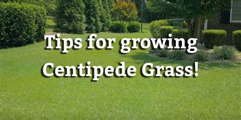 Centipede Grass Facts Maintenance And Comparison Progardentips