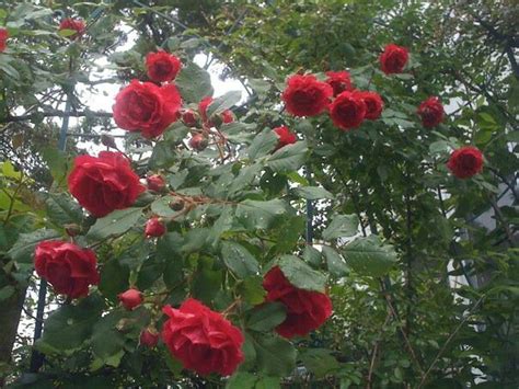 Cascading Red Roses Cascade Red Roses Outdoor Gardens Plants