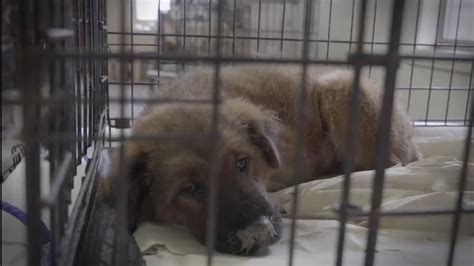 More Than 600 Animals Rescued From North Carolina Shelter Abc7 San