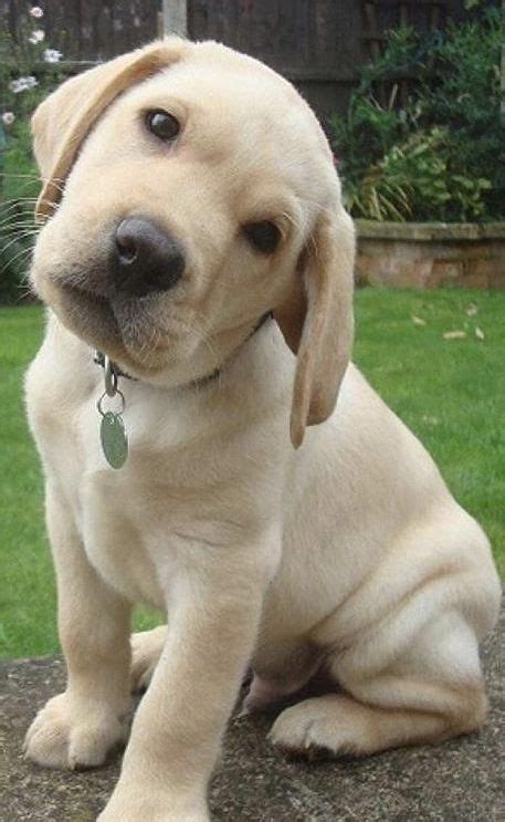 Smith farms labradors breeds top quality, american and english build labradors. Labrador Retriever - Intelligent and Fun Loving | Lab ...
